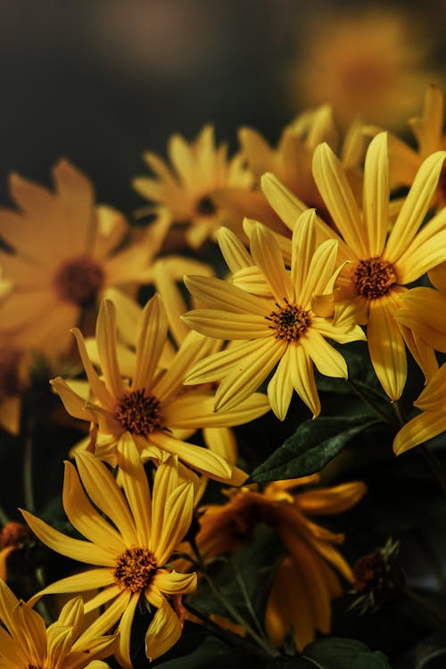 Fotos de stock gratuitas de amarillo, belleza, brillante