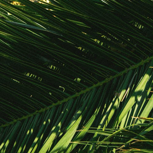 Close-up of a Palm Leaf in Sunlight 