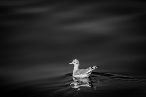 Photos gratuites de eau, nature, noir & blanc