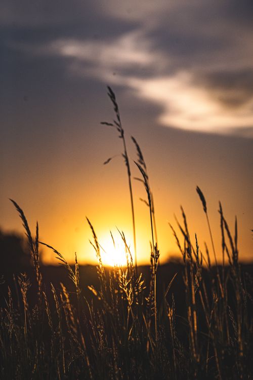 Free Capture the serene beauty of sunset light illuminating tall grasses in a peaceful countryside setting. Stock Photo