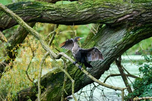 Free Close-up of Great Cormorant with wings spread, perched on a tree branch in a verdant forest landscape. Stock Photo
