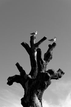 Seagulls perched on a striking leafless tree against clear sky in İstanbul.