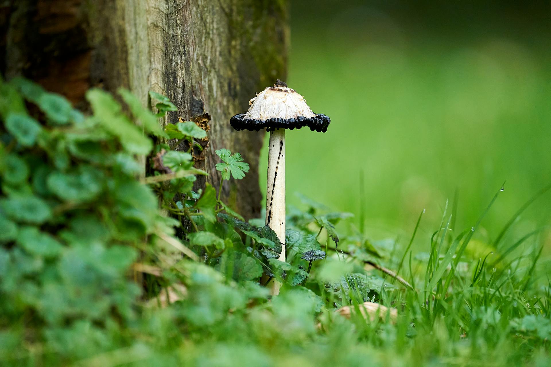 Detailed view of an ink cap mushroom (Coprinus comatus) in a green, natural setting.