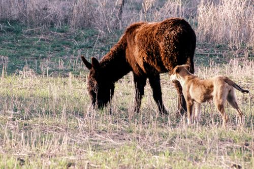 Free A donkey and dog together in a grassy rural field, capturing a peaceful pastoral moment. Stock Photo