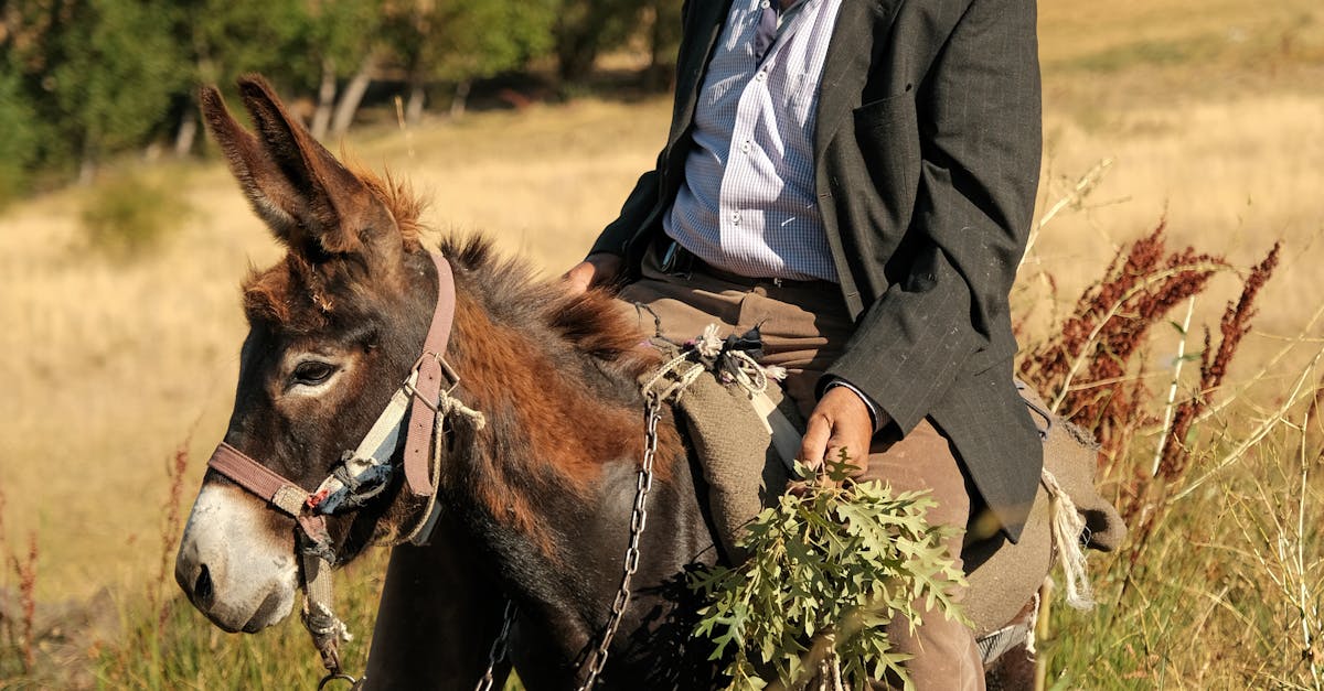 Elderly Man Sitting on a Donkey on a Field · Free Stock Photo