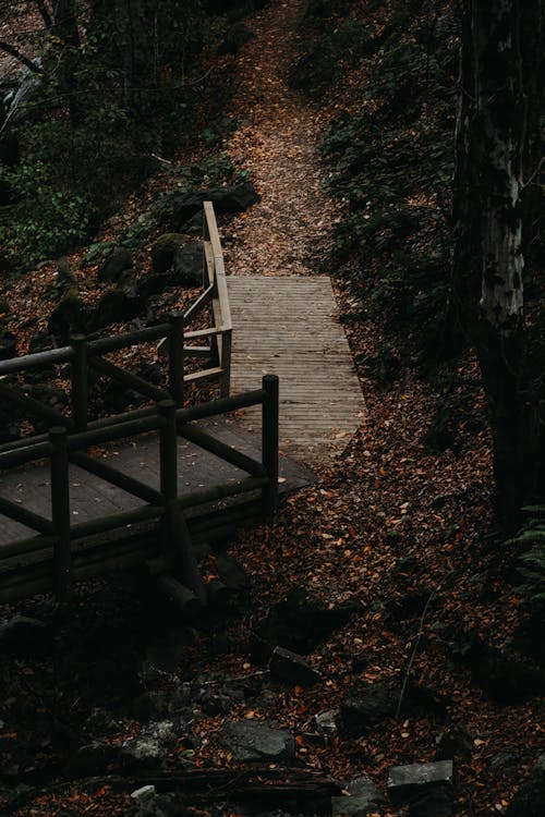 View of a Wooden Footbridge in a Forest with the Ground Covered in Autumnal Leaves 