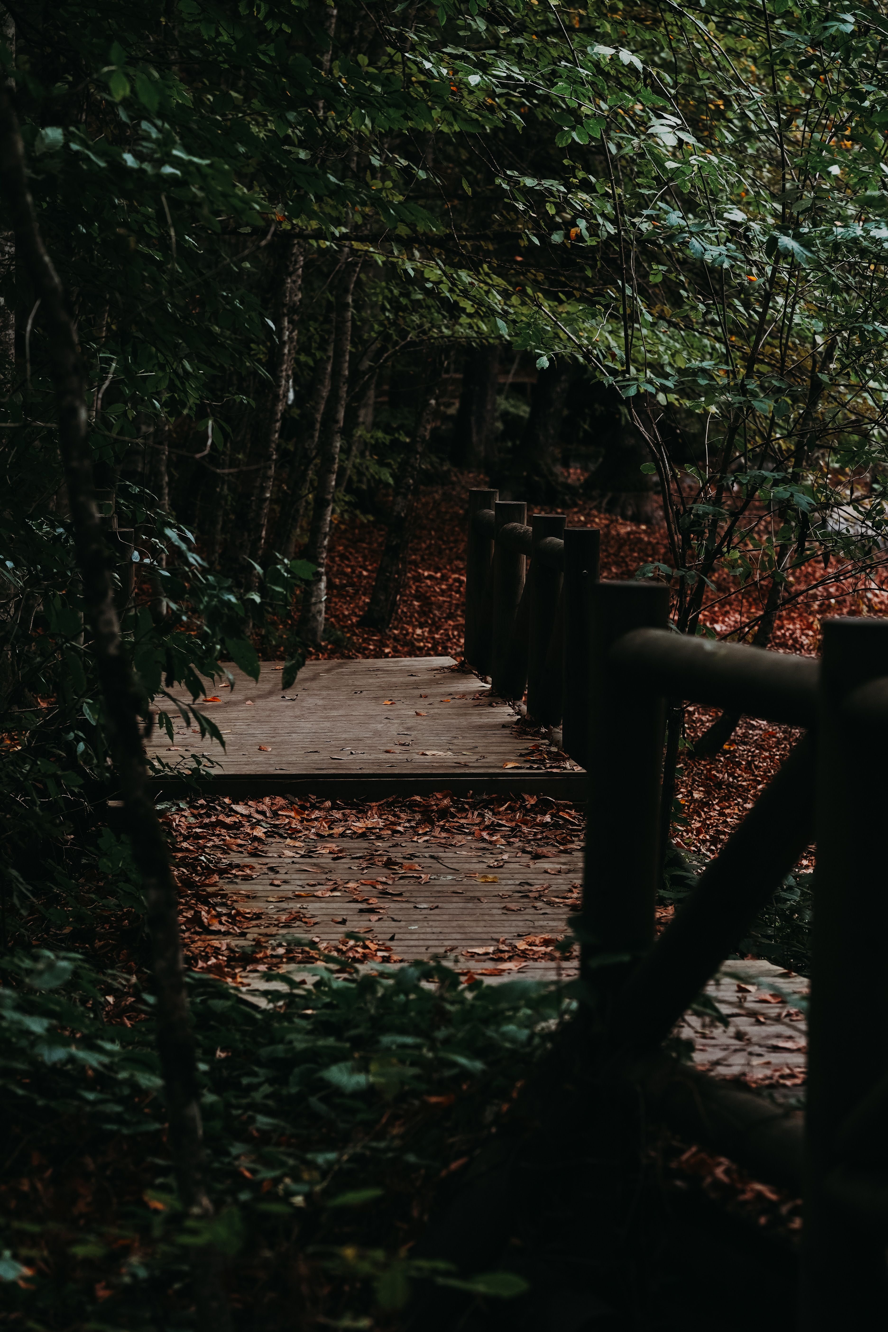 Fotomural Una pasarela de madera tranquila rodeada de exuberante follaje otoñal en Bolu, Turquía.