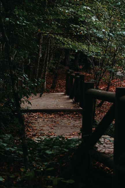 Fotomural Una pasarela de madera tranquila rodeada de exuberante follaje otoñal en Bolu, Turquía.
