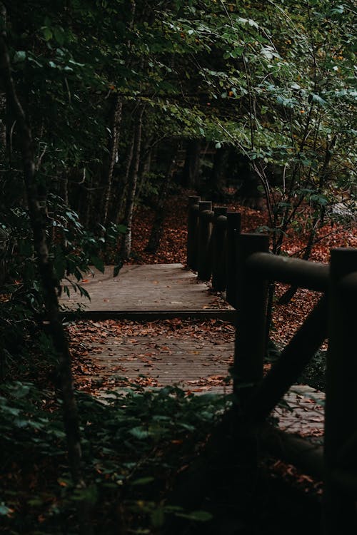 A Boardwalk between Trees in a Forest