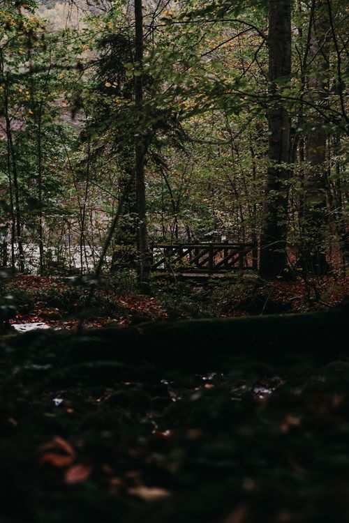 Free Serene forest scene with a wooden bridge amidst lush greenery in Bolu, Türkiye. Stock Photo