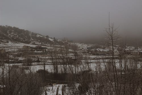 View of a Snowy Field and Trees in Fog