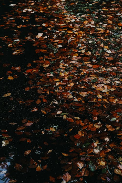 View of Autumnal Leaves Lying on the Ground and in a Puddle 