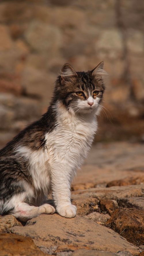 Free A cute calico cat sitting on rocky terrain in Adatepe, Çanakkale, Türkiye. Perfect for animal photography enthusiasts. Stock Photo