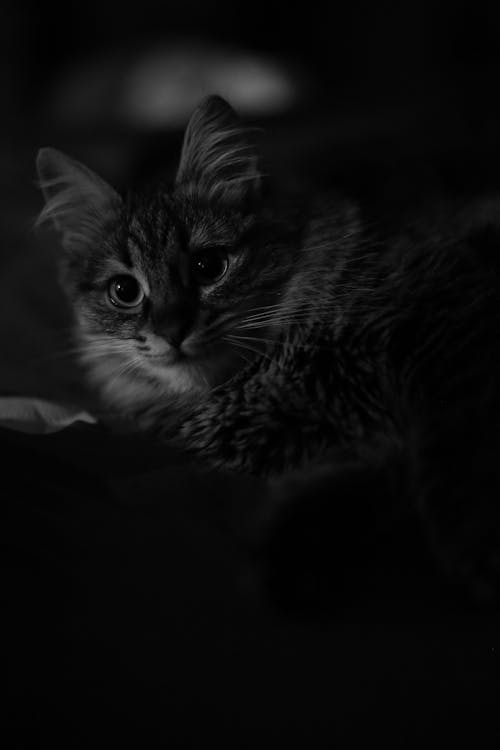 Black and White Photo of a Kitten 