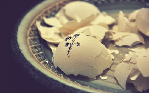 Gratis Fiore Petalo Disegno Sul Guscio D'uovo Bianco Foto a disposizione