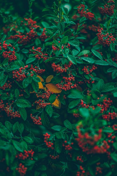 Free Close-up of dense foliage with vibrant red berries, creating a lush and decorative natural scene. Stock Photo
