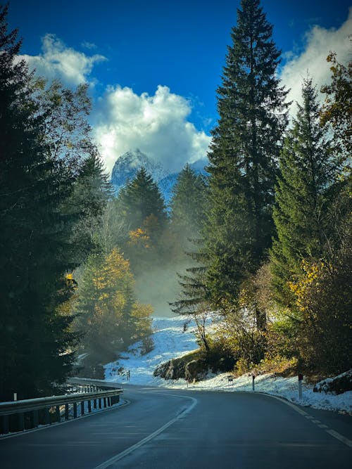 Foto d'estoc gratuïta de arbres, bosc, carretera