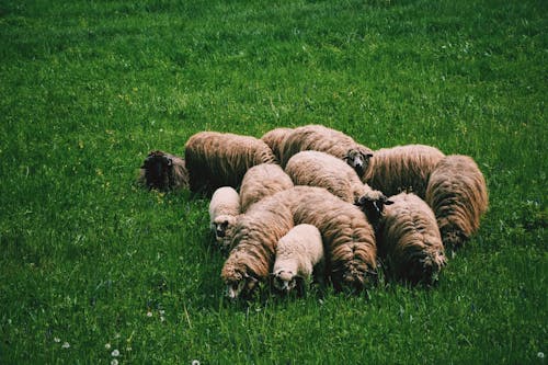 Flock of Sheep on Green Grass on Field at Daytime