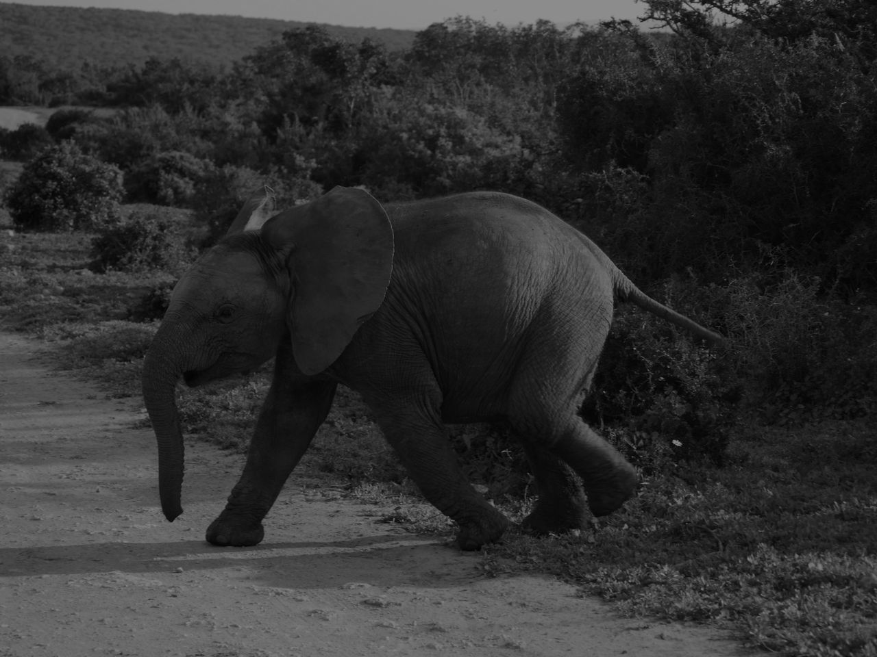 a young elephant walks along a dirt road in the african savannah captu