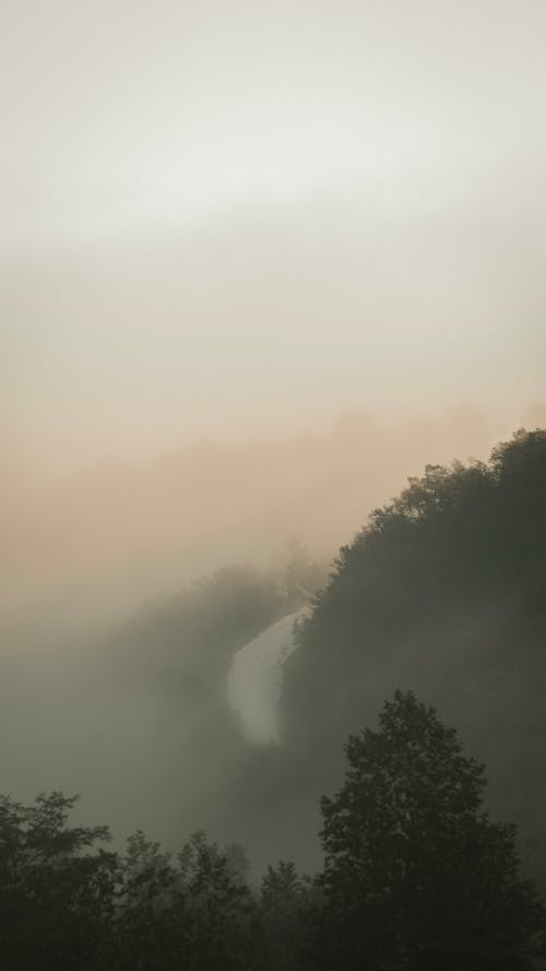 Fog over Forest