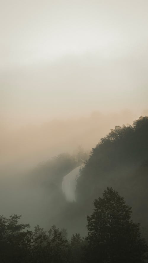 Foto profissional grátis de árvores, cenário, floresta