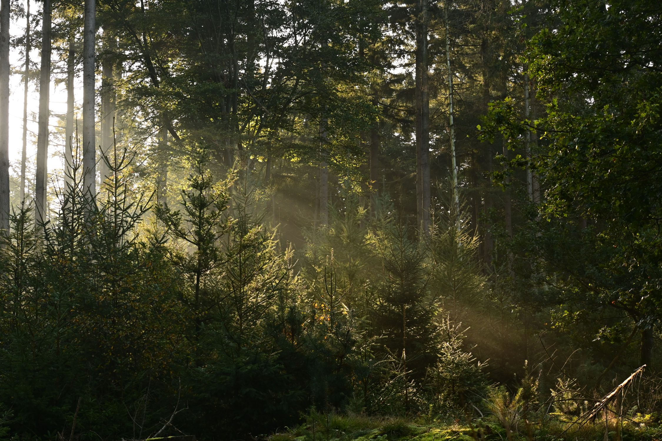 Sun Shining through Trees in a Forest · Free Stock Photo