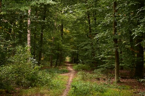 Free A serene pathway through a lush green forest during summer, perfect for peaceful walks. Stock Photo