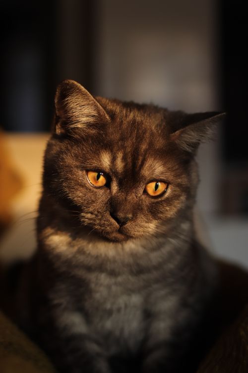 Free Close-up portrait of a grey cat with striking amber eyes in natural lighting. Stock Photo