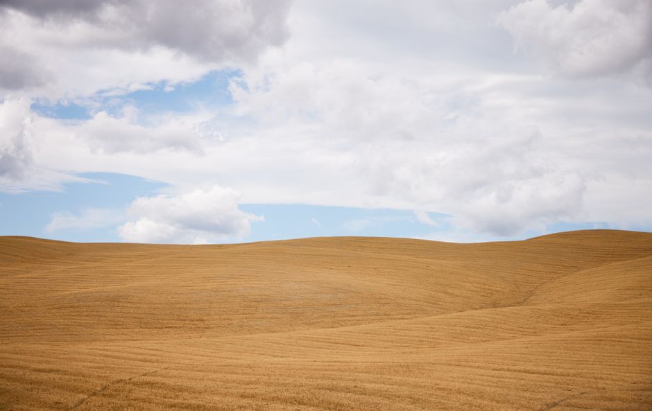 Expansive rolling fields with golden hues under a cloudy sky, capturing natural beauty and tranquility.