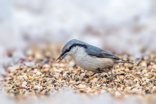 Eurasian Nuthatch with Food