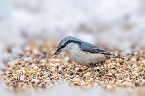 Foto stok gratis alam, burung, fokus selektif