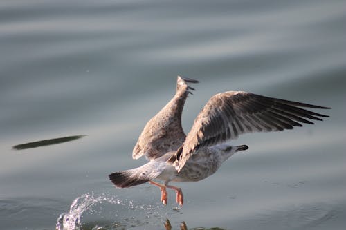 Селективная фотосъемка серой чайки, летящей над спокойным водоемом