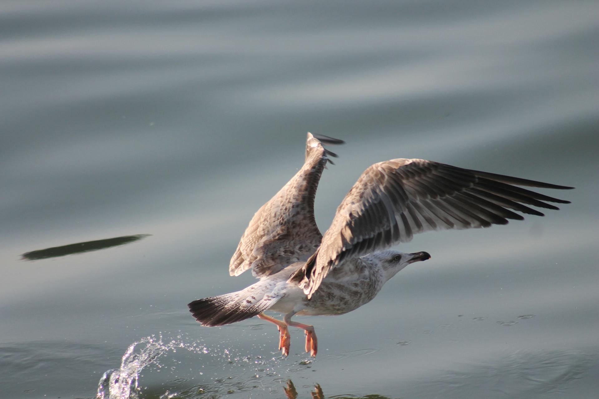 Selective Focus Photography of Gray Seagull Flying Above the Calm Body of Water