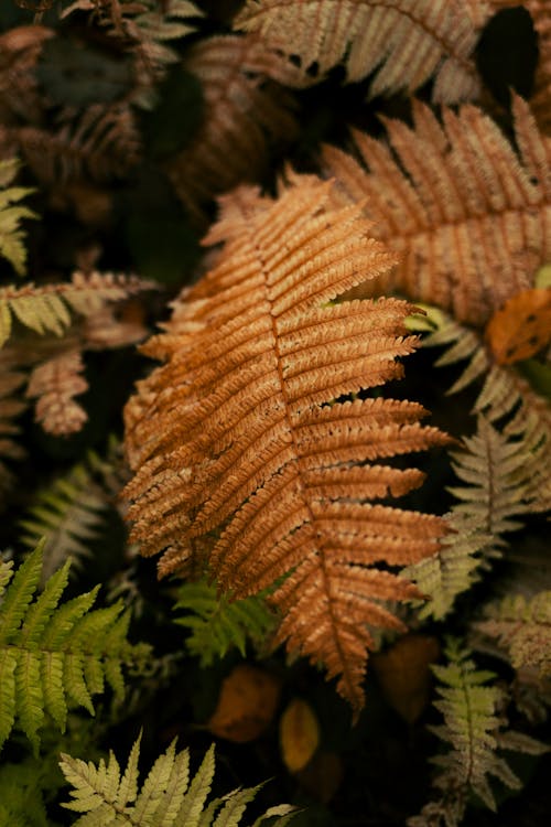 Brown Fern Leaves