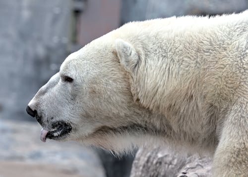 Ingyenes stockfotó emlős, fehér, fehér prémes sarkvidéki élőhely témában