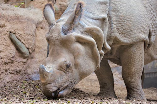 Gratis stockfoto met bedreigde diersoorten, dik, familie neushoornachtigen