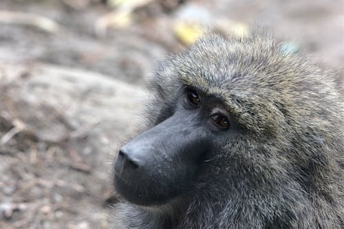 Ingyenes stockfotó barna, cercopithecidae, főemlős témában