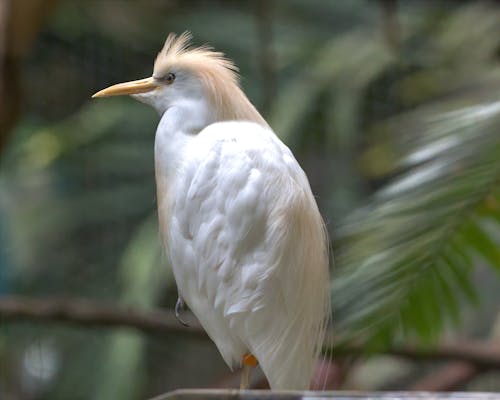 Cattle Egret