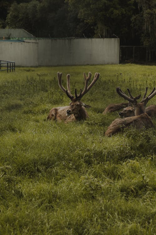 Deer in Meadow