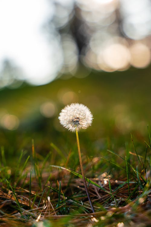 Dandelion in Grass 