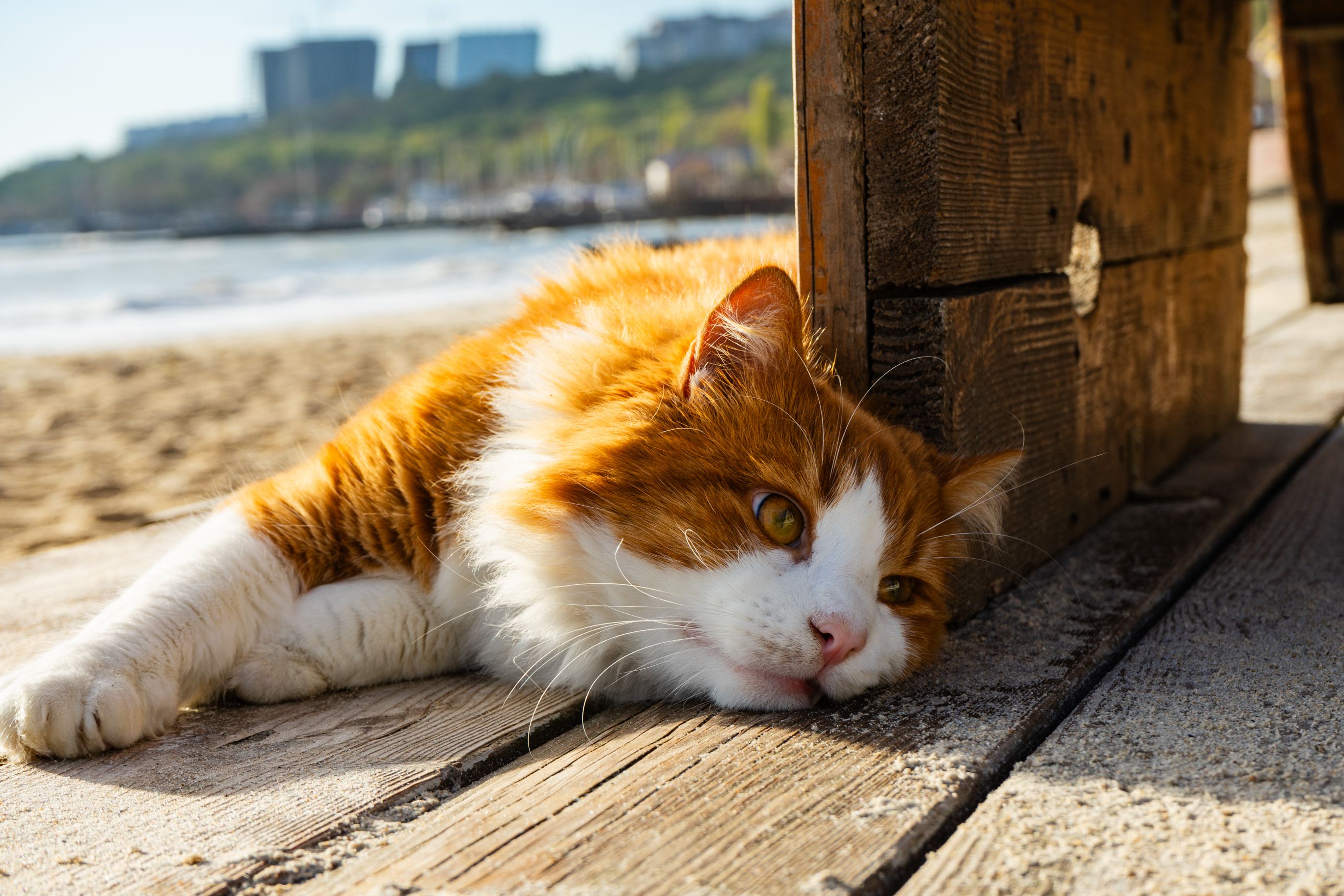Ginger cat lounging on a wooden plank by the beach in Odessa, Ukraine.