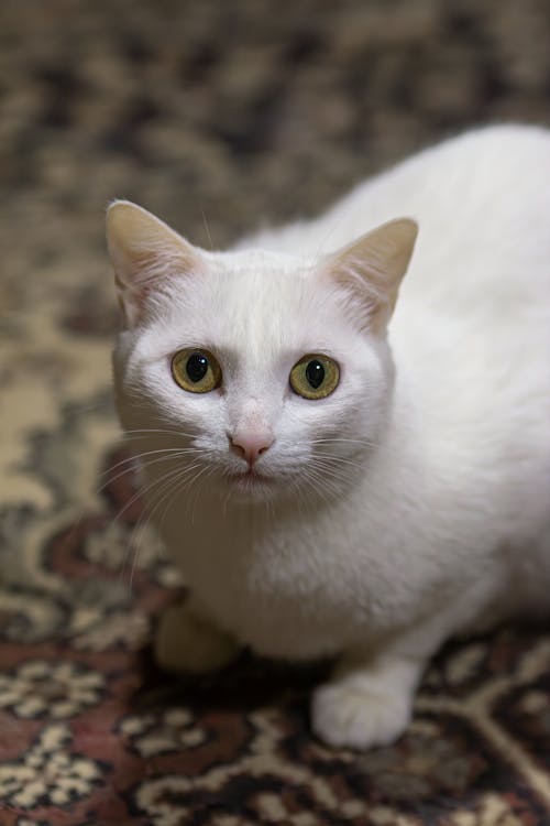 Close-up of a White Cat Sitting on a Rug 
