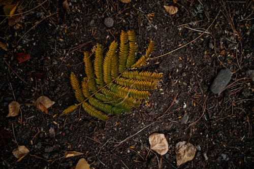 Gratis stockfoto met aarde, blad, bovenaanzicht