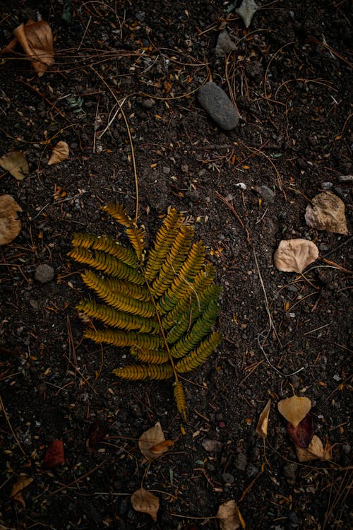 Fern Leaf on the Ground 