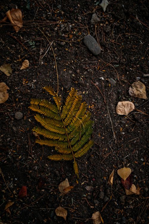 Free A detailed close-up of a colorful autumn fern leaf lying on dark soil. Stock Photo