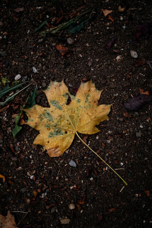 Free Detailed view of a wet autumn maple leaf with raindrops on soil, highlighting fall textures. Stock Photo