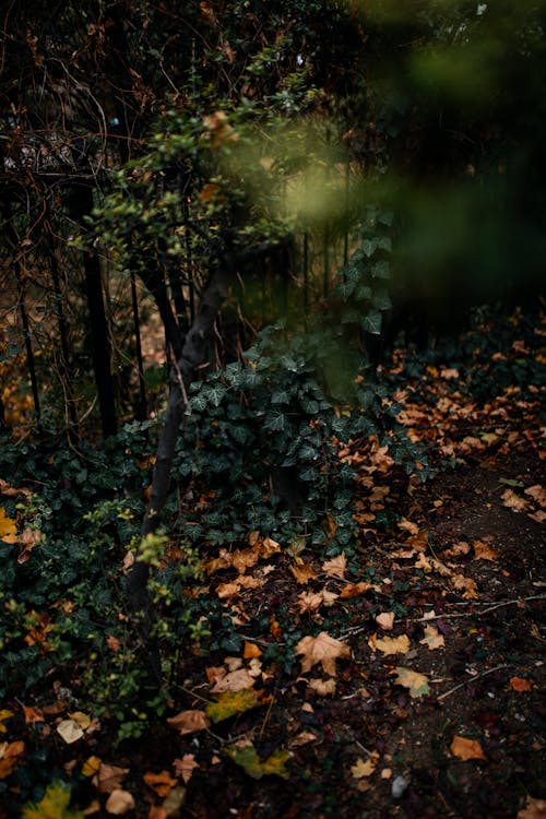 Shrubs and Ivy in the Forrest in Autumn 