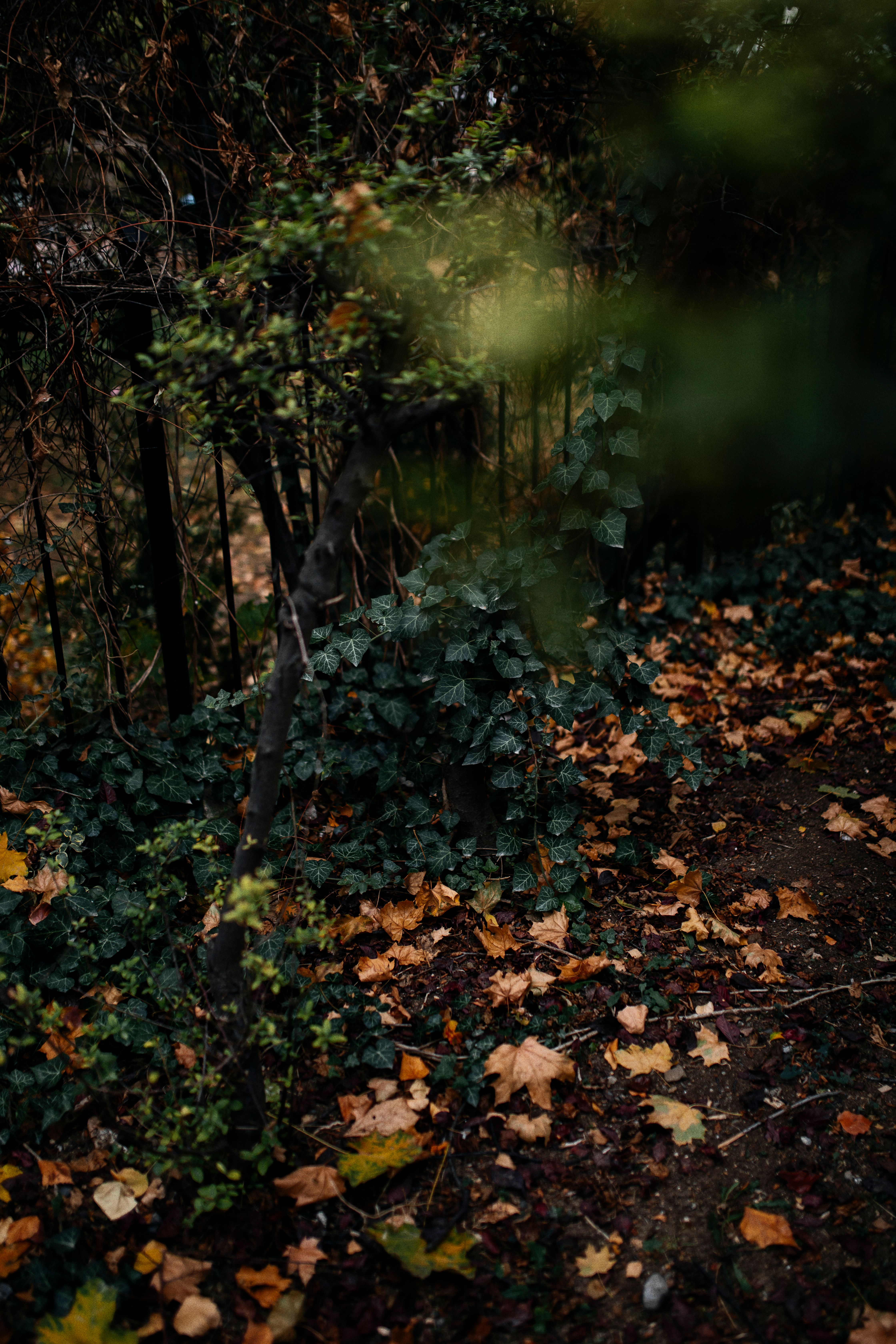 Shrubs and Ivy in the Forrest in Autumn · Free Stock Photo