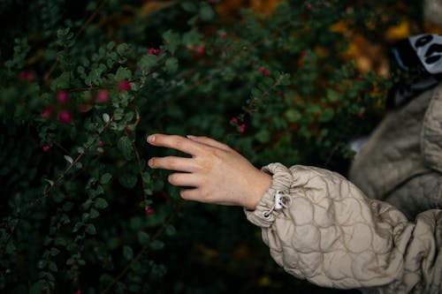 Close-up of a Person Touching a Shrub with Red Berries 
