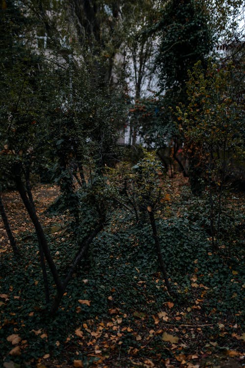 Foto stok gratis cabang, daun musim gugur, jatuh